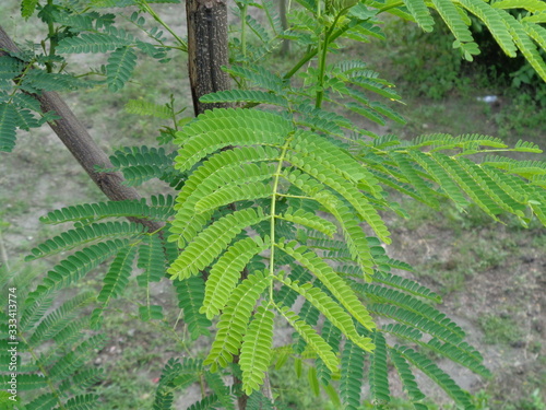 Borreria sp. This plant includes weeds and is easily found in fields, such as fields in Indonesia. This plant has white flowers. Beetles love this plant. photo