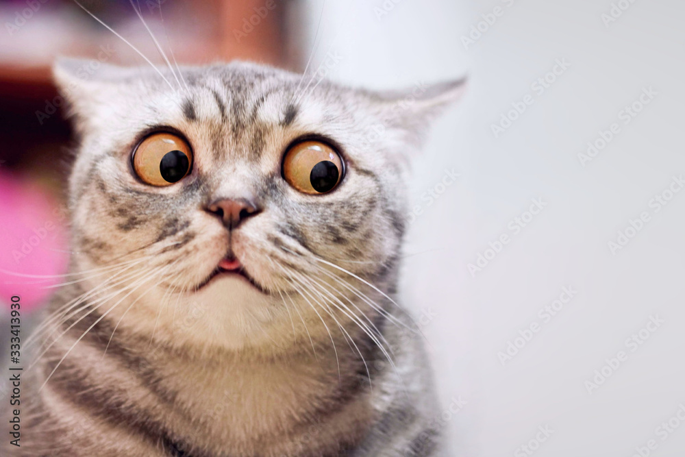 funny surprised cat