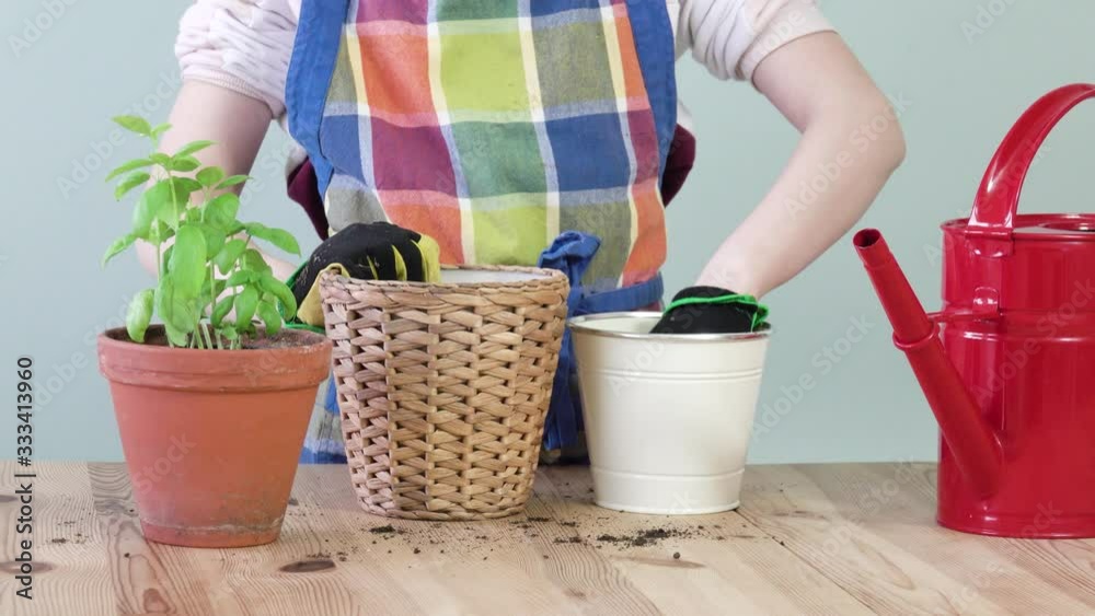 Little girl planting basil plant in clay pot at home. Child growing vegetables. Garden hobby as lifestyle. Little girl planting basil plant in clay pot at home. Child growing vegetables. Garden hobby as lifestyle.