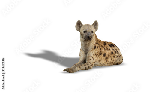 Hyena laid down on the ground over white photo