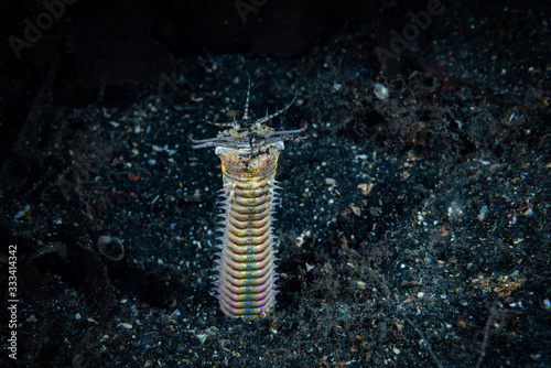 Bobbit Worm Eunice aphroditois.