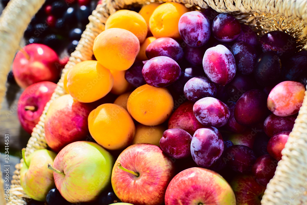 Harvest. Ripe apples, apricots, plums in a wicker basket, blackberries, raspberries, gooseberries on the wooden table in the garden on a Sunny summer day . Natural dessert. Harvest. Ripe apples, apricots, plums in a wicker basket, blackberries, raspberries, gooseberries on the wooden table in the garden on a Sunny summer day . Natural dessert.