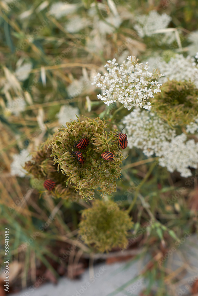 Daucus carota Daucus carota
