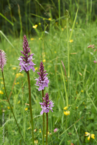 Dactylorhiza fuchsii photo