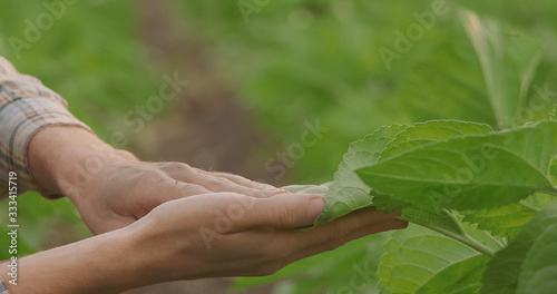 Вirty hands of a farmer, holding a young plant,concept of environmental conservation © stockyes