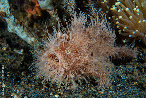 Striped Frogfish (Antennarius striatus) photo