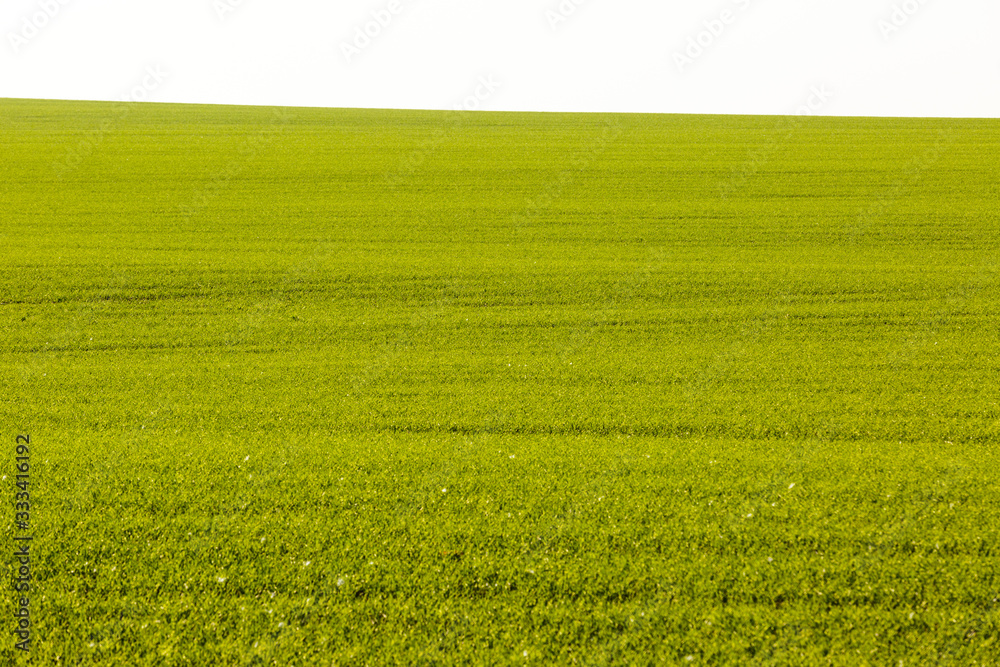 Sprouts of winter wheat sprouted in an endless field Sprouts of winter wheat sprouted in an endless field