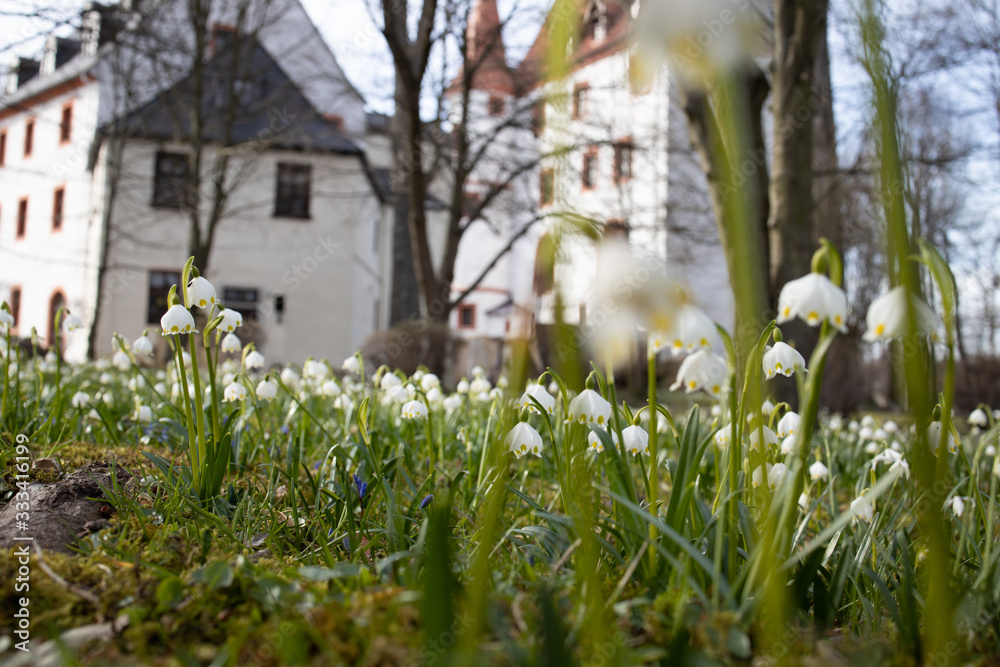 Fruehling blühen Märzenbecher Natur erwachen Sonne Fruehling blühen Märzenbecher Natur erwachen Sonne