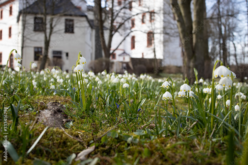 Fruehling blühen Märzenbecher Natur erwachen Sonne Fruehling blühen Märzenbecher Natur erwachen Sonne