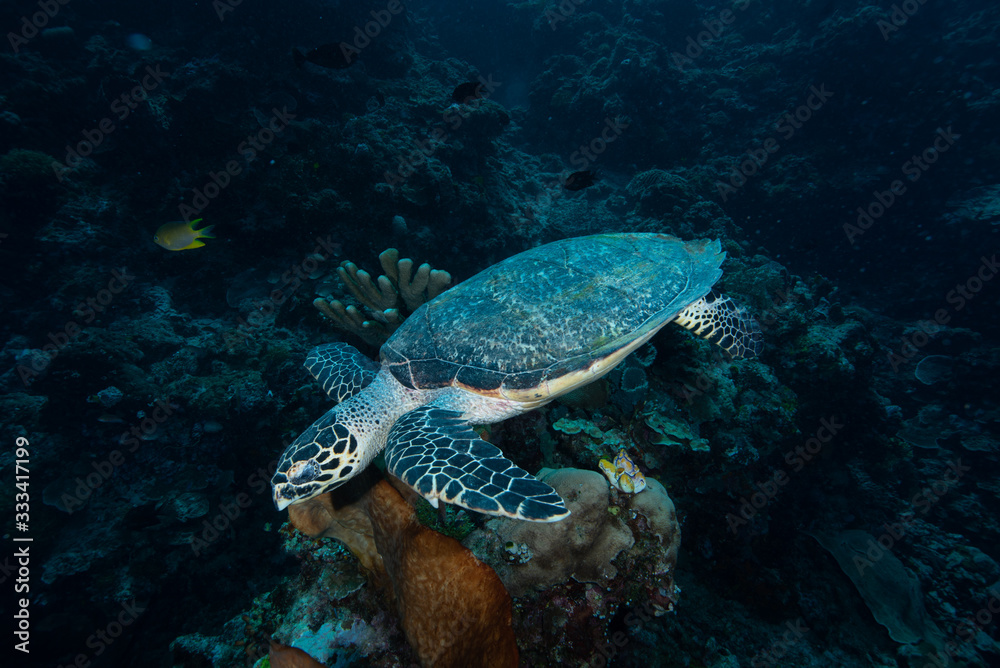 Naklejka premium Green Turtle (Chelonia mydas)