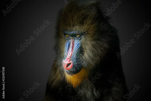 Obraz Portrait of male mandrill monkey on black background.