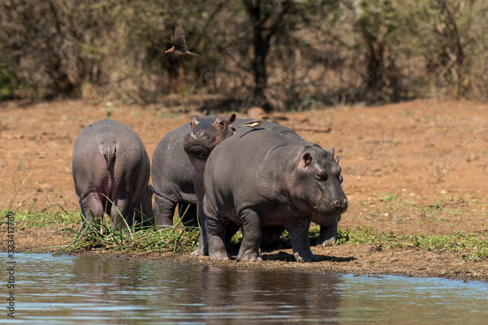 Hippopotame, Hippopotamus amphibius, Piqueboeuf à bec rouge, Red billed Oxpecker, Buphagus erythrorhynchus, Afrique du Sud