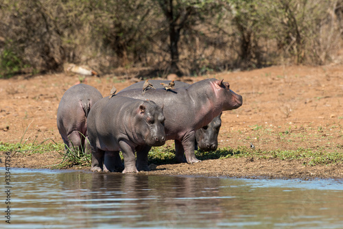 Hippopotame, Hippopotamus amphibius, Piqueboeuf à bec rouge, Red billed Oxpecker, Buphagus erythrorhynchus, Afrique du Sud