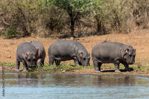 Hippopotame  Hippopotamus amphibius  Afrique du Sud