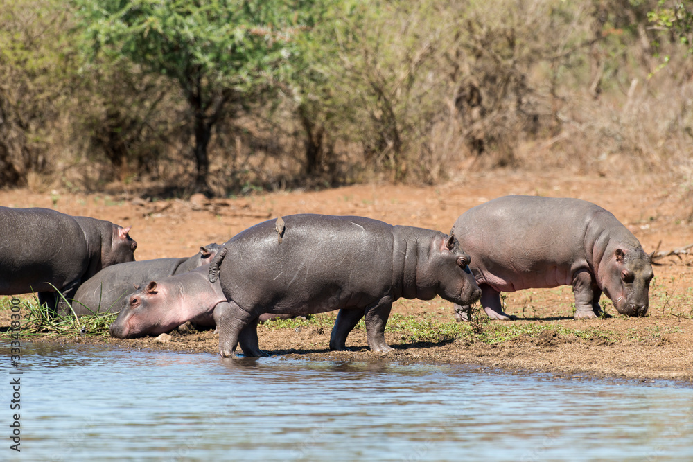 Hippopotame, Hippopotamus amphibius, Afrique du Sud Hippopotame, Hippopotamus amphibius, Afrique du Sud