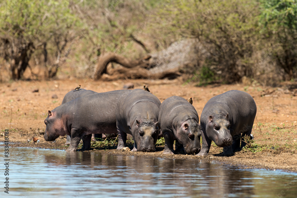 Hippopotame, Hippopotamus amphibius, Afrique du Sud