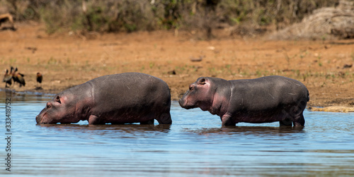 Hippopotame  Hippopotamus amphibius  Afrique du Sud