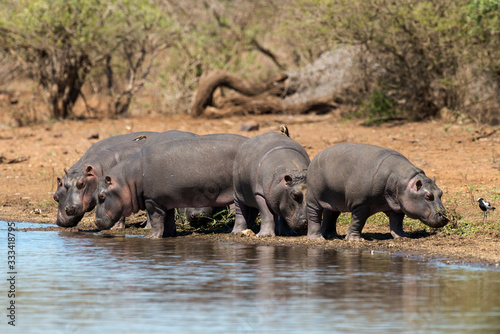 Hippopotame  Hippopotamus amphibius  Afrique du Sud