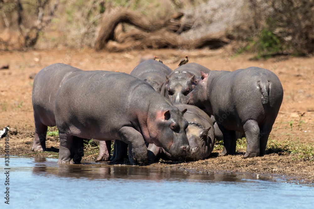 Hippopotame, Hippopotamus amphibius, Afrique du Sud