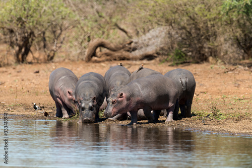 Hippopotame  Hippopotamus amphibius  Afrique du Sud