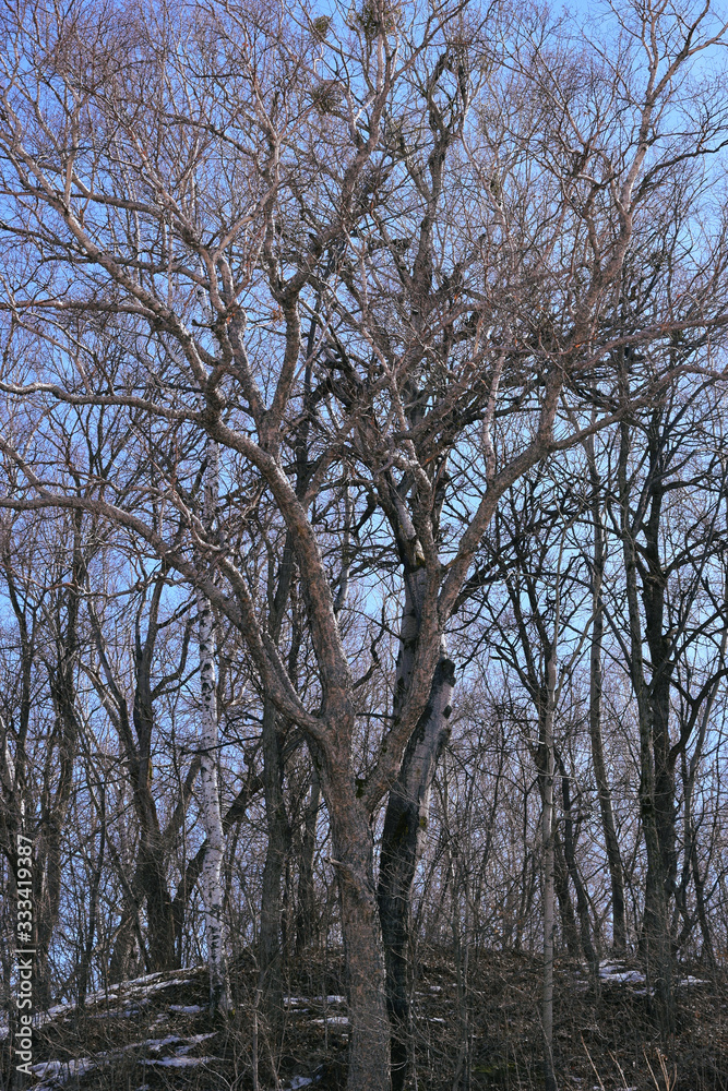 Leafy tree. Leafy tree.