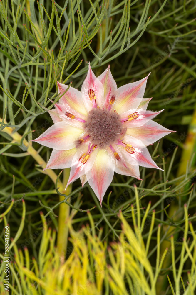 Fototapeta premium 天空の農園のセルリア