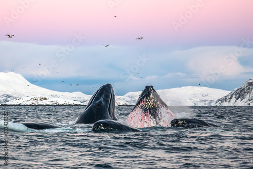 Fotografie, Obraz Humpback whale feeding