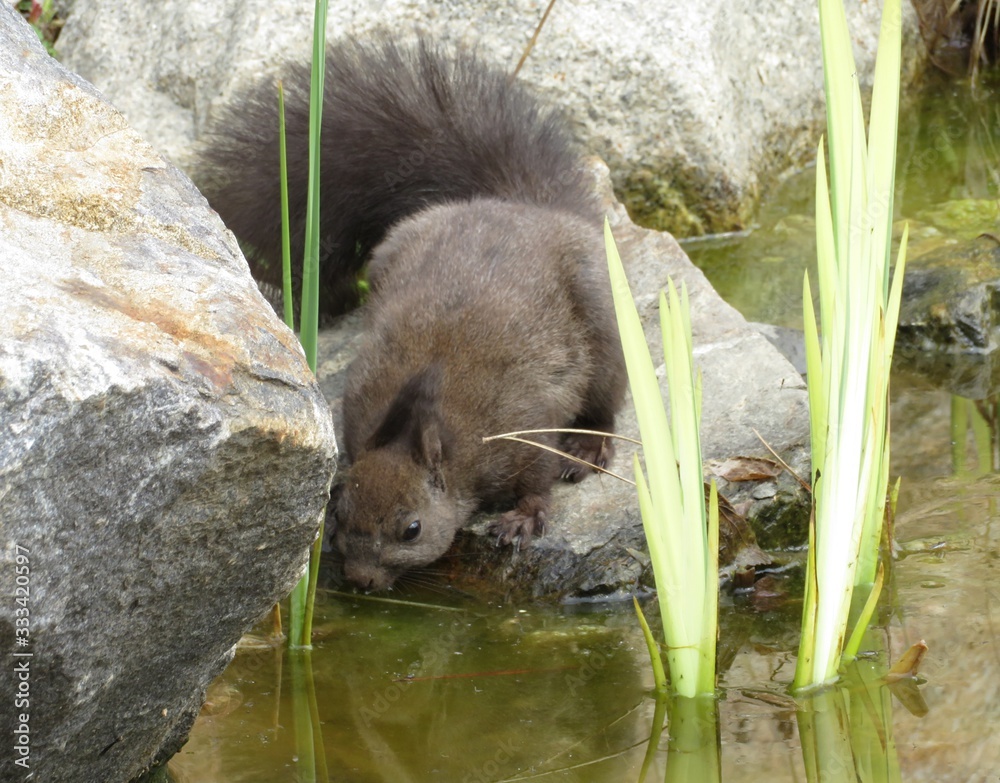 Asian long-eared squirrel drinking from a pond between rocks and reed grasses Asian long-eared squirrel drinking from a pond between rocks and reed grasses