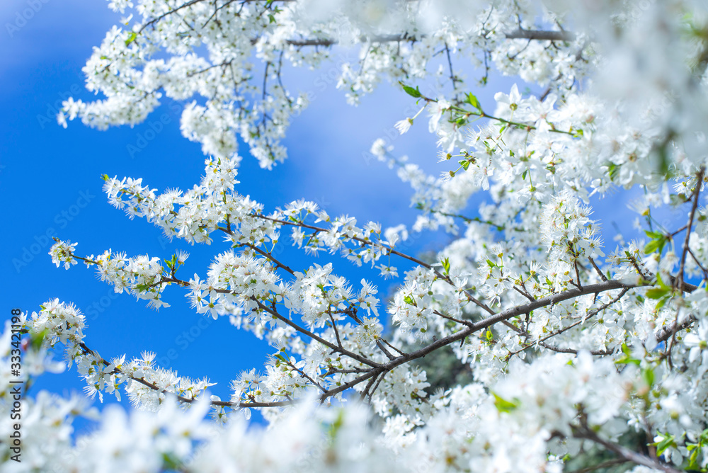 Spring border, background art with white blossom. Blooming blossom sakura tree over blue sunny sky bokeh. Easter sunny day. Spring flowers. Springtime. For easter and spring greeting cards, copy space