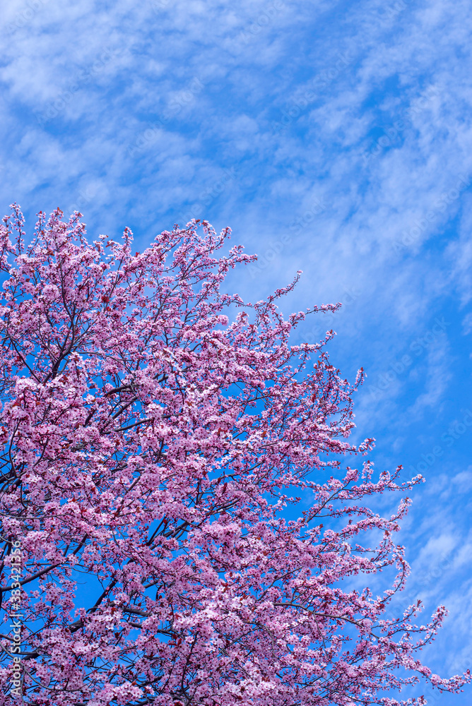 Spring background art with pink blossom. Blooming sakura tree over blue sunny sky bokeh. For easter and spring greeting cards, copy space