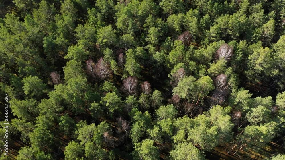 The aircraft flies low over the forest. Aerial drone view. Green coniferous forest. Spring green forest of pines in the sun. Glade of deciduous trees among the coniferous forest in early spring. The aircraft flies low over the forest. Aerial drone view. Green coniferous forest. Spring green forest of pines in the sun. Glade of deciduous trees among the coniferous forest in early spring.
