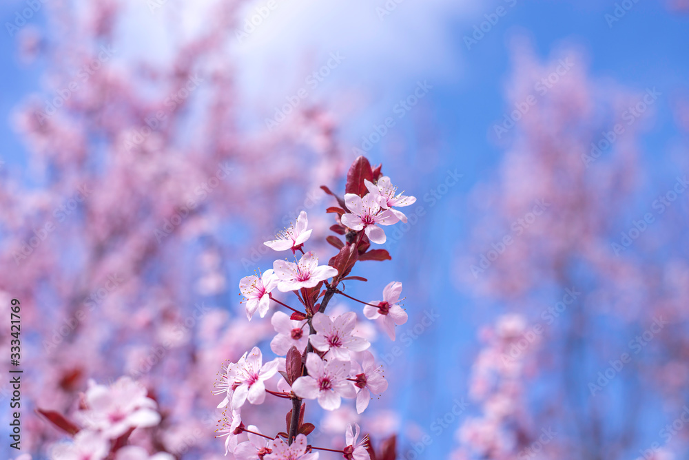 Spring border, background art with pink blossom. Blooming blossom sakura tree over blue sunny sky bokeh. Easter sunny day. Spring flowers. Springtime. For easter and spring greeting cards, copy space Spring border, background art with pink blossom. Blooming blossom sakura tree over blue sunny sky bokeh. Easter sunny day. Spring flowers. Springtime. For easter and spring greeting cards, copy space