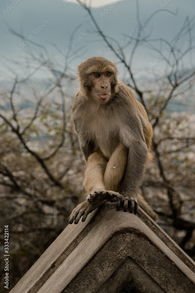 Naklejka premium Monkey in Swayambhunath, the World Heritage Site declared by UNESCO, teasing it's viewer