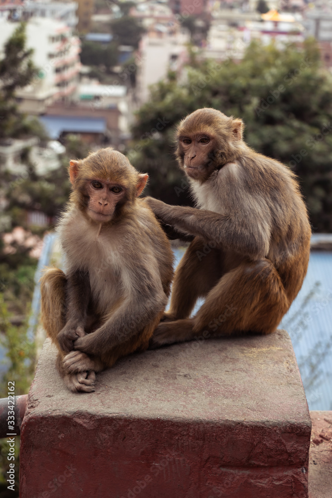 Naklejka premium A couple of monkeys captured on Swayambhunath, Kathmandu, Nepal, the World Heritage Side declared by UNESCO