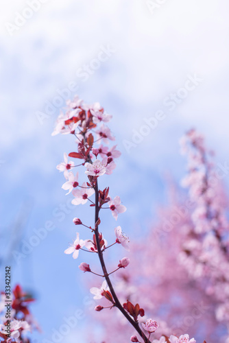 Spring background art with pink blossom. Blooming sakura tree over blue sunny sky bokeh. For easter and spring greeting cards, copy space