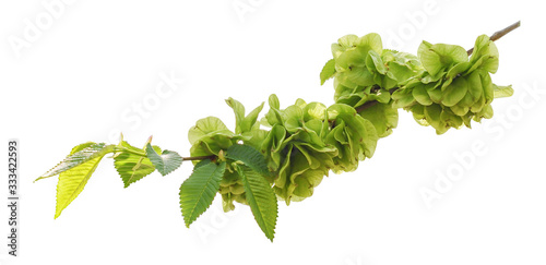Branch of fresh green elm-tree leaves with flowers