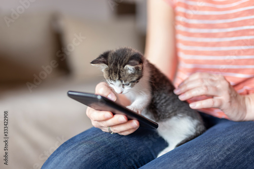 Woman surfing the net on smart phone and holding kitten photo