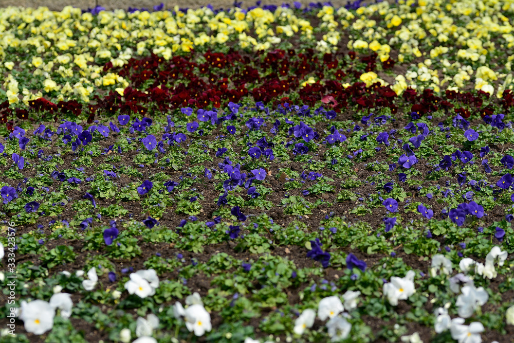 Spring flowers blooming in the park