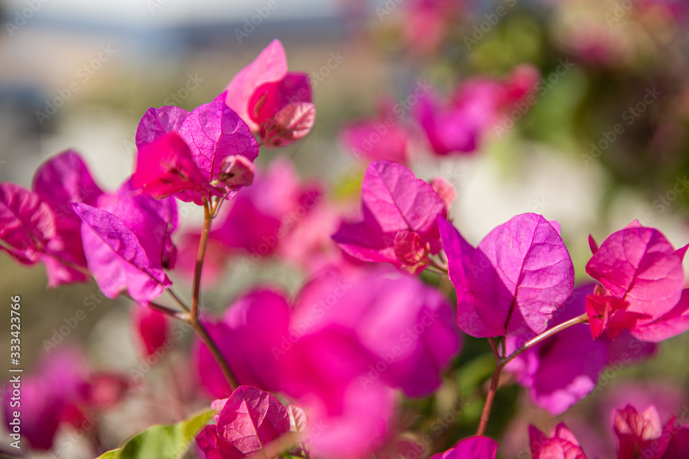 Pink Bougainvillea flowers in garden at my home.Pink bougainvillea flowers in full bloom in the front garden closeup. Pink Bougainvillea flowers in garden at my home.Pink bougainvillea flowers in full bloom in the front garden closeup.