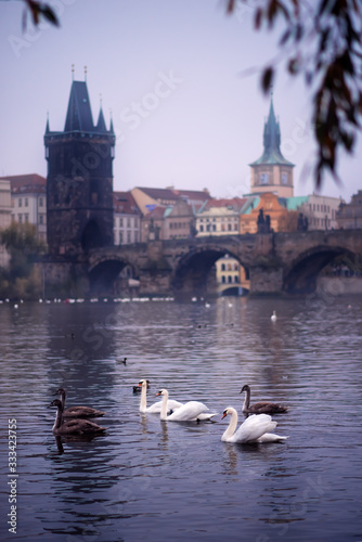 Vertical scenery view of Vltava River at twilight with swans swimming by riverbank, Charles Bridge across the river on background in Old Town Prague, Czech Republic. Travel and tourism destination.
