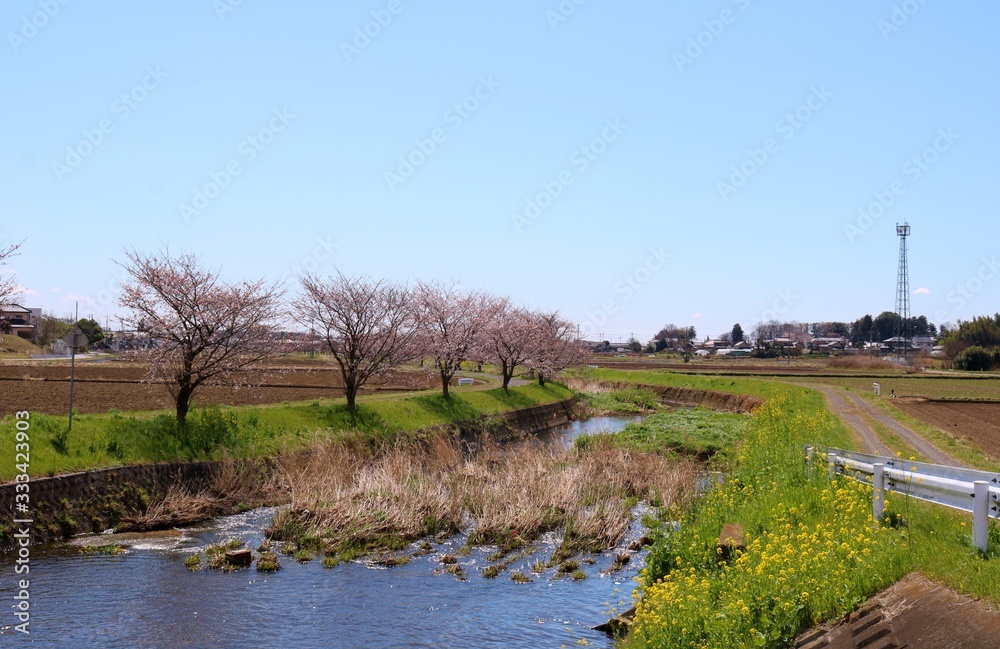 Obraz premium 春 さくら 川 菜の花 風景 茨城