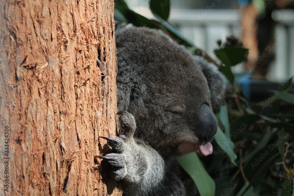 Obraz premium A close up of a koala