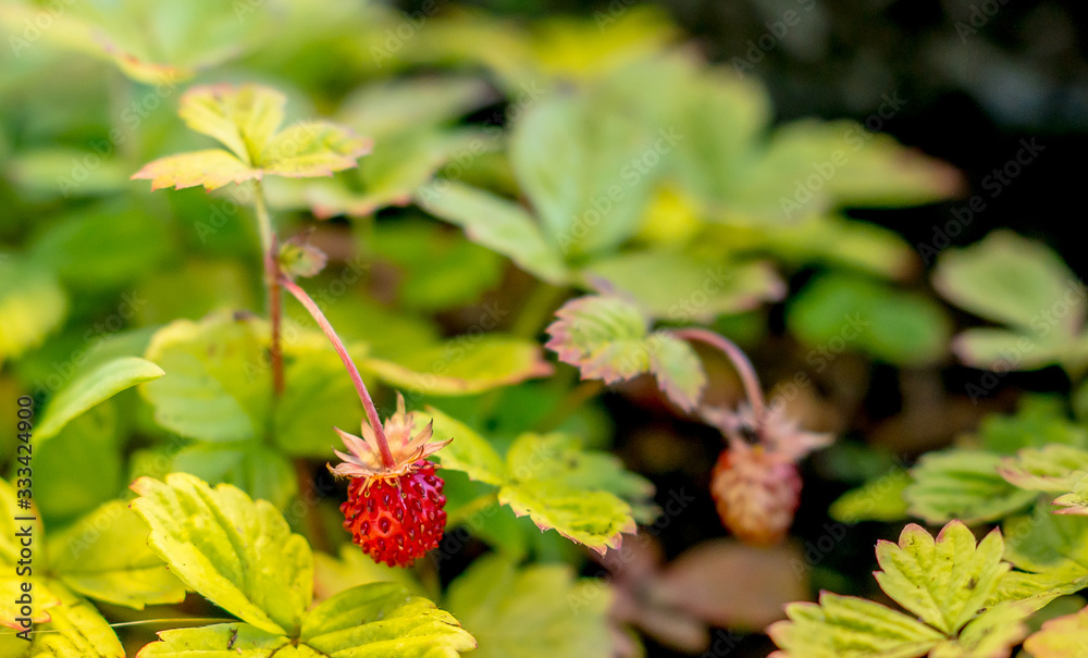Wild strawberries slowly producing fruits after a dry summer. Wild strawberries slowly producing fruits after a dry summer.