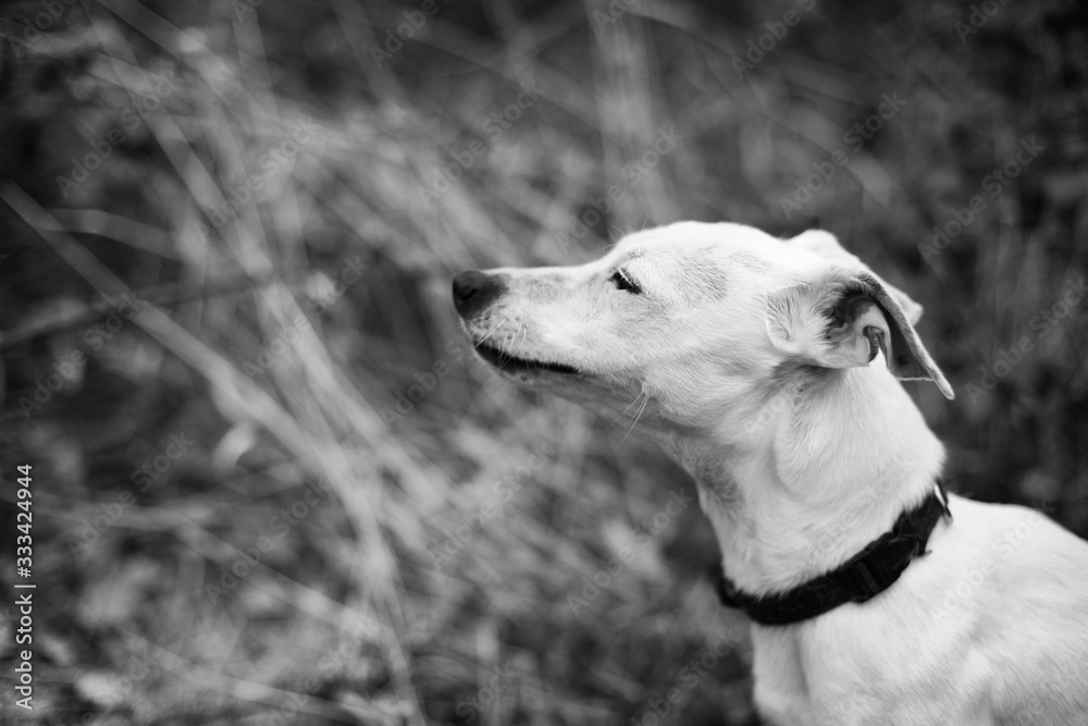 Chien Chien