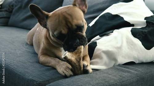 A small French bulldog lies on the couch by a black and white pillow and bites a piece of antlers photo
