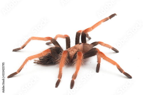 Mexican Fireleg Tarantula (Brachypelma boehmei) isolated on white background photo