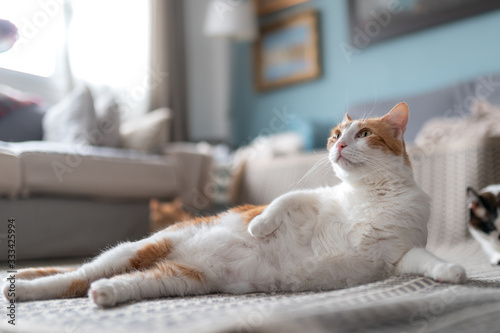 gato blanco y marron se acuesta comodamente sobre la alfombra en una postura divertida