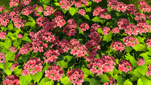 Colorful Flowers and Plants Outdoor Background, 3D Rendering