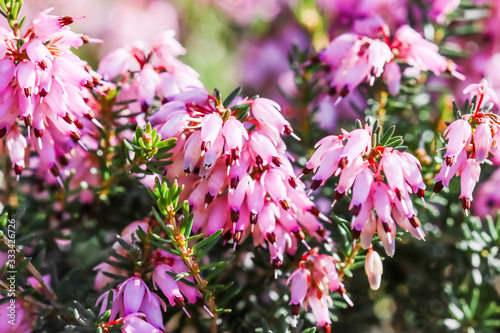 Pink Erica carnea flowers (winter Heath) in the garden in early spring