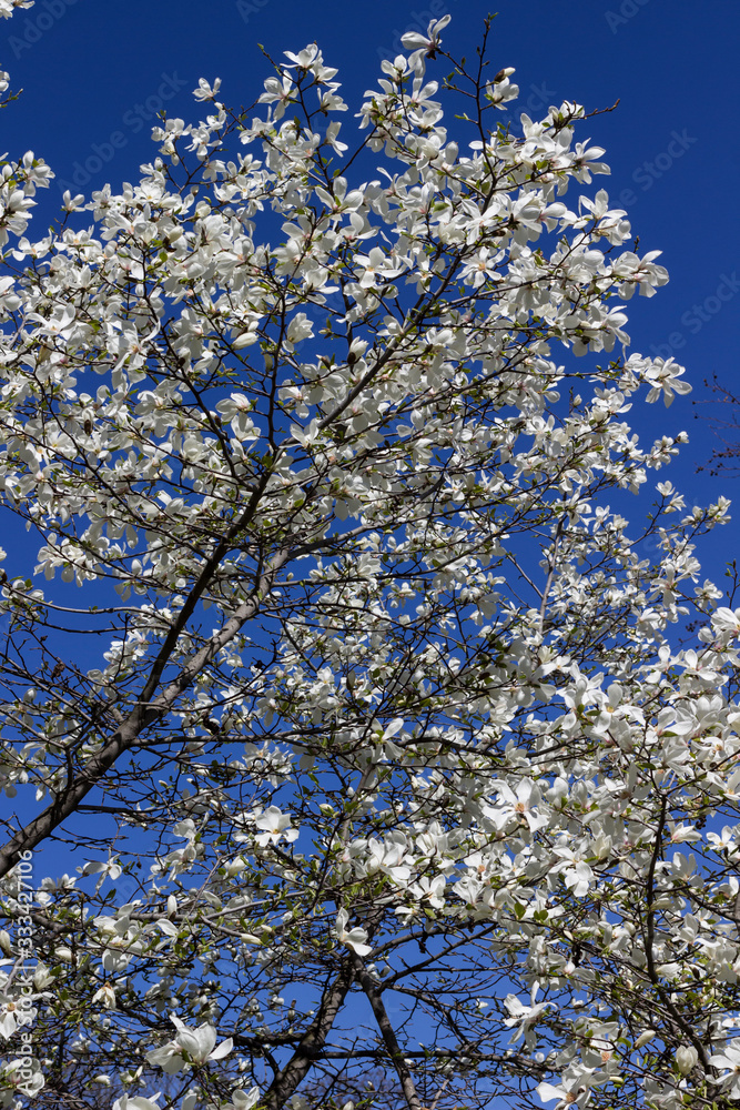 Blooming white flowers magnolia tree on background blue sky.